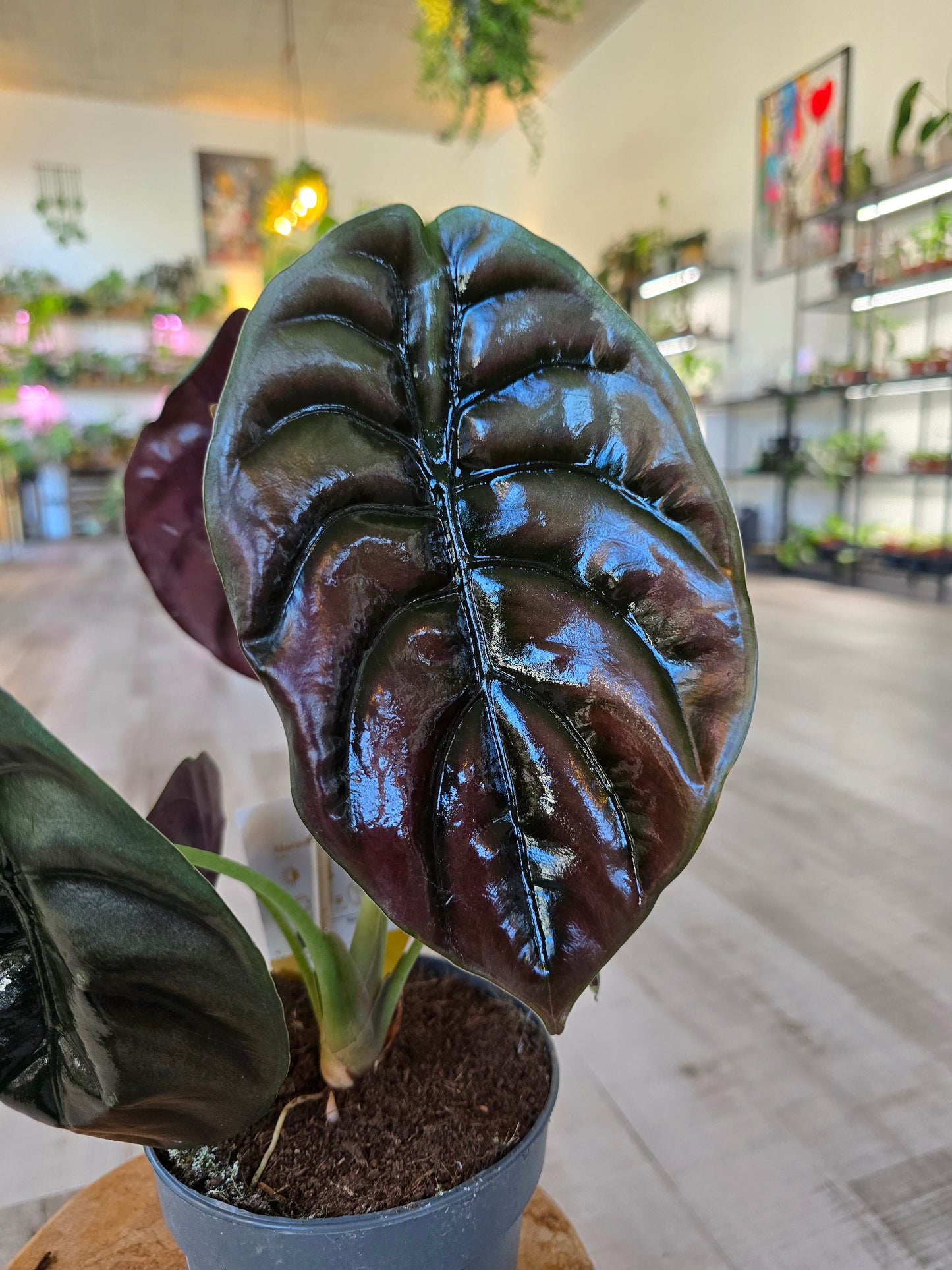 Alocasia Cuprea Red Secret