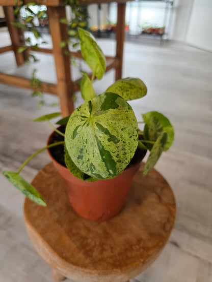 Pilea peperomioides 'Mojito'
