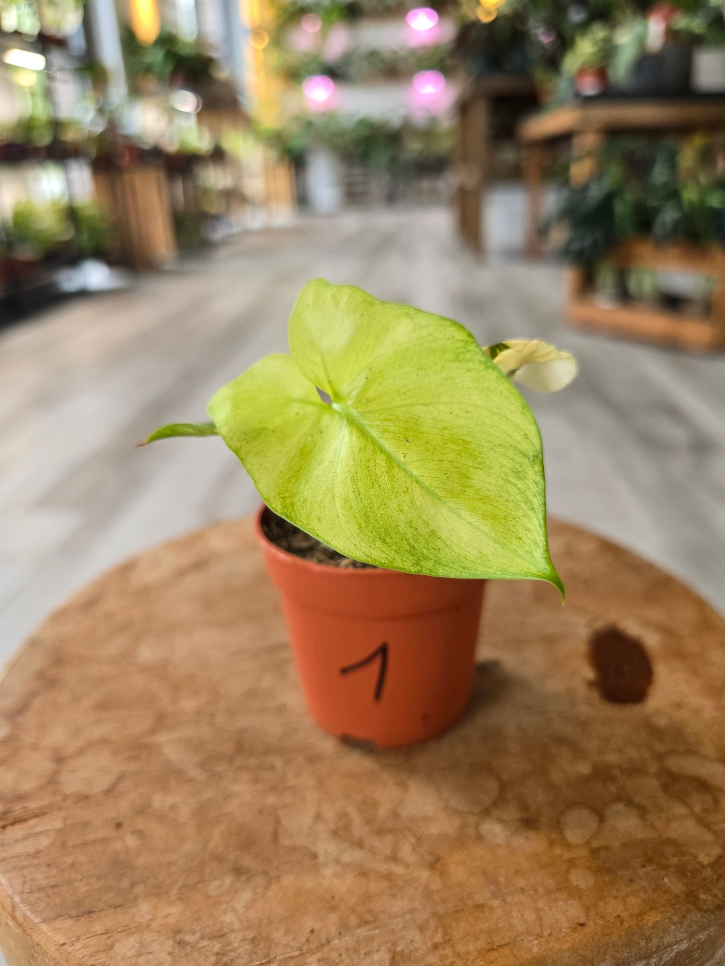 Thaumatophyllum African Fantasy (Philodendron Angela)