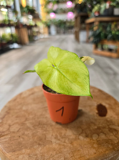 Thaumatophyllum African Fantasy (Philodendron Angela)