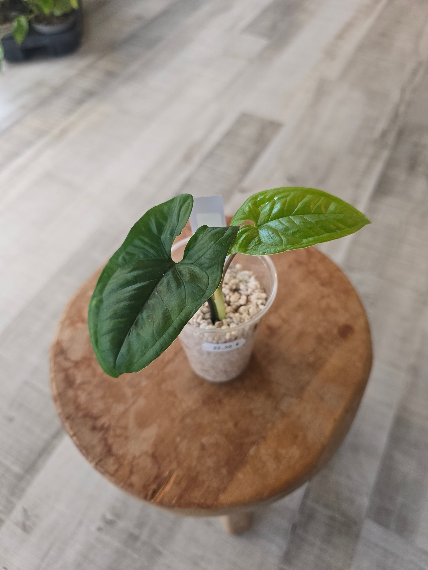 Syngonium sp. Costa Rica (JP)