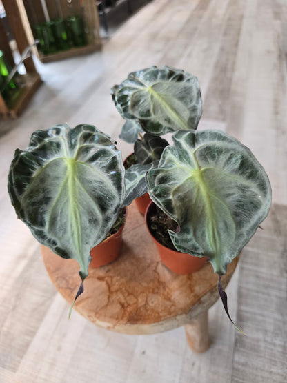 Alocasia Venom