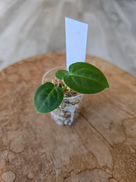 Anthurium (Michelle Hot Pink 23 x Red Velvet Cake 24) x Anthurium Crystal Sky