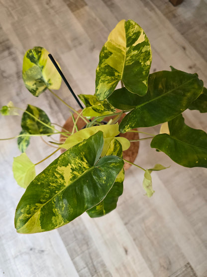Philodendron Burle Marx 'Variegata'