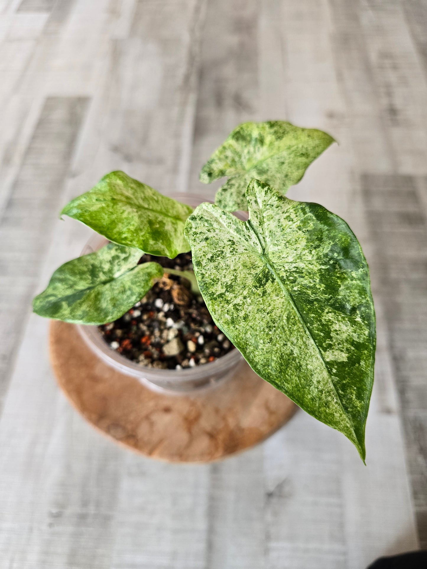 Alocasia Macrorrhiza Splash (JP2)