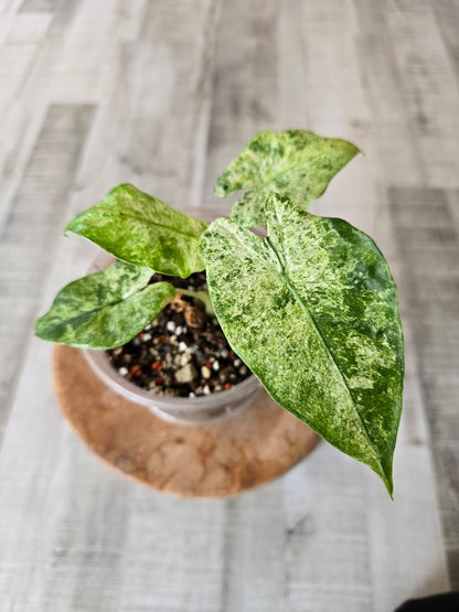 Alocasia Macrorrhiza Splash (JP2)
