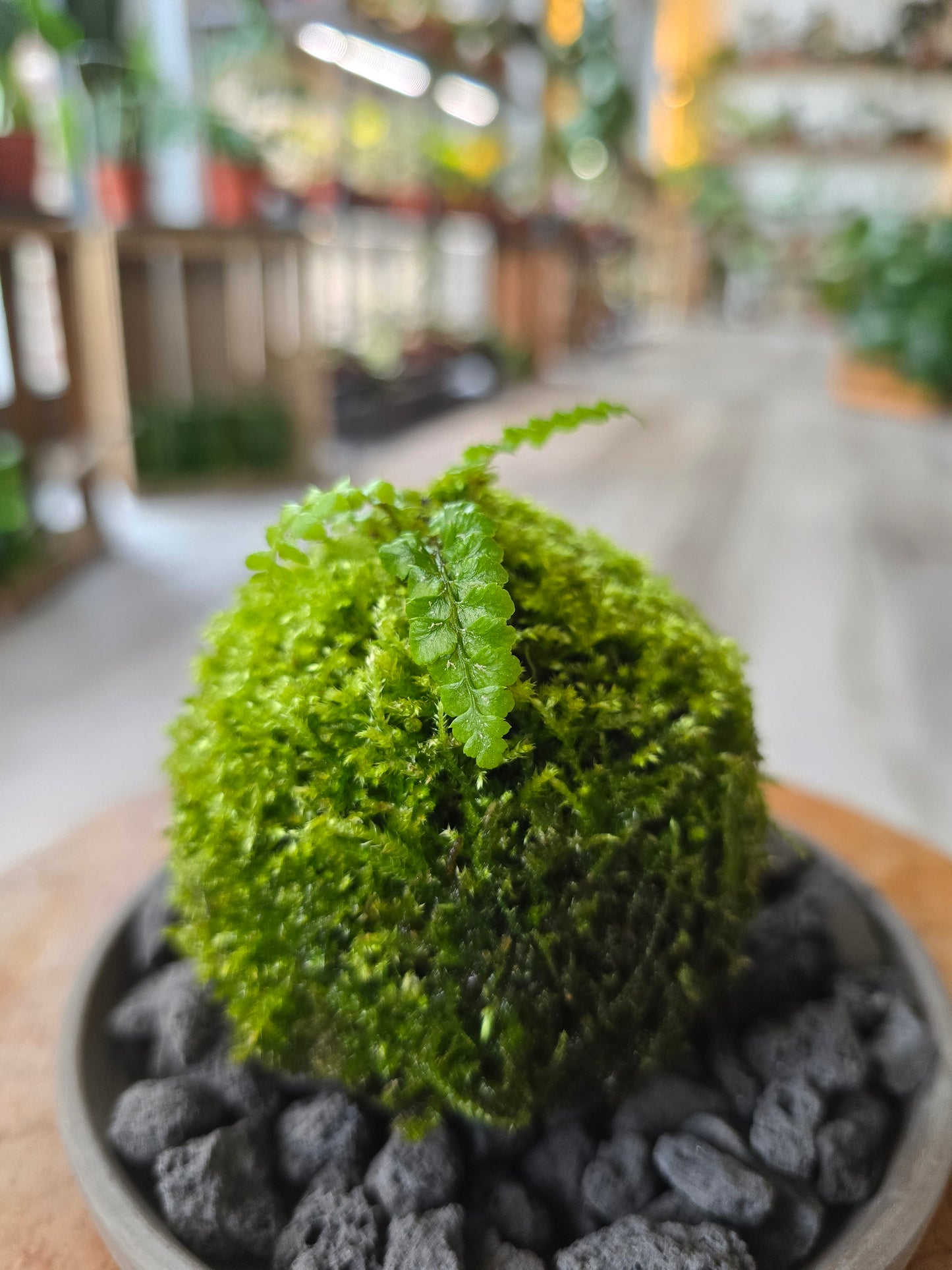 Japanese Tassel Fern (Polystichum polyblepharum)