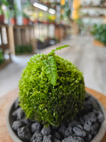 Japanese Tassel Fern (Polystichum polyblepharum)