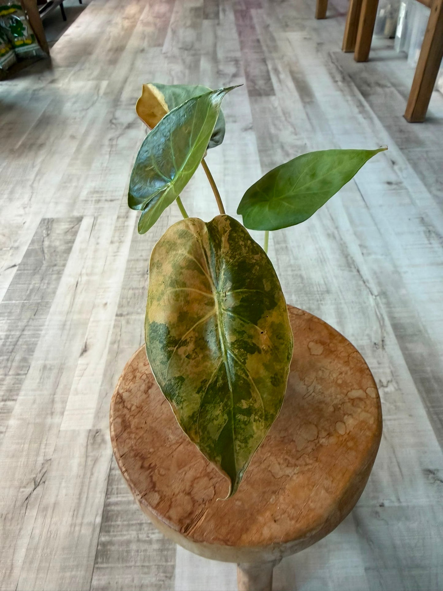 Alocasia wentii 'Aurea variegata'