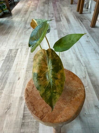 Alocasia wentii 'Aurea variegata'