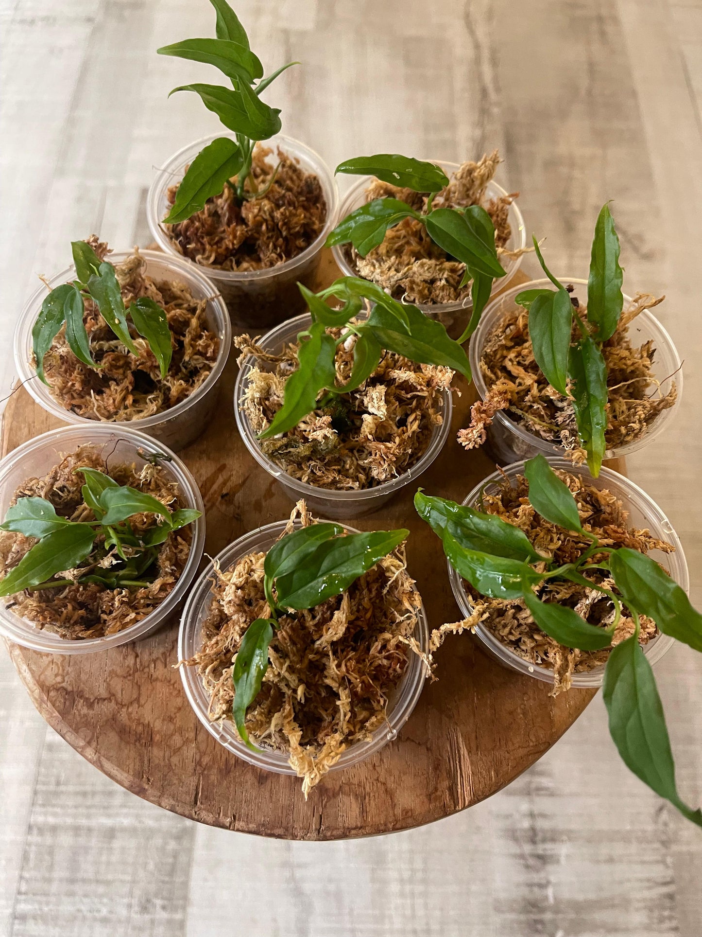 Monstera Obliqua Peru (JP)