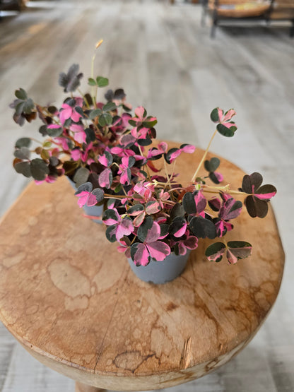 Oxalis vulcanicola 'Plum Crazy'