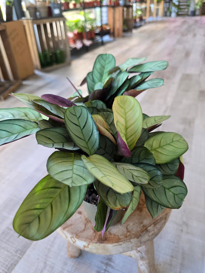 Ctenanthe burle-marxii 'Amagris'
