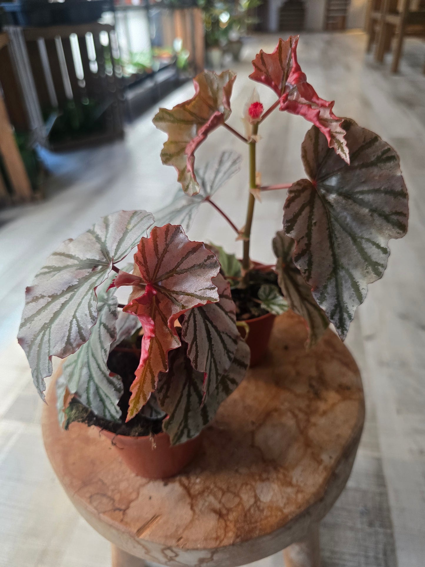 Begonia Looking Glass