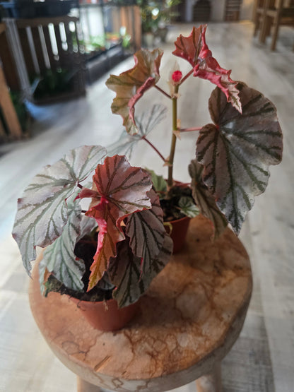 Begonia Looking Glass
