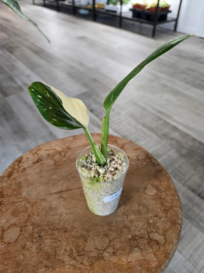 Monstera standleyana (Philodendron Cobra) (RC)