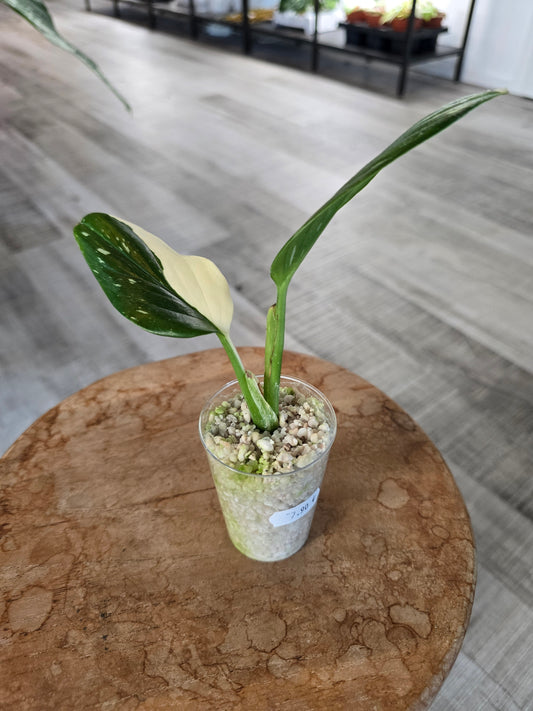 Monstera standleyana (Philodendron Cobra) (RC)