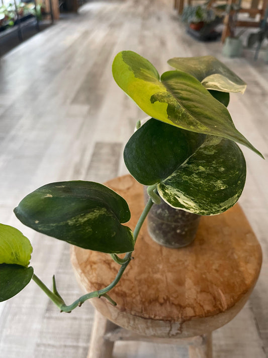 Scindapsus Jade Satin variegata(JP) 1