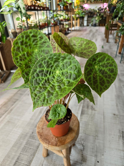 Begonia phuthoensis