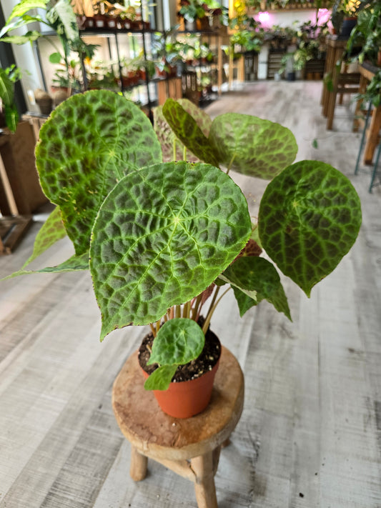 Begonia phuthoensis