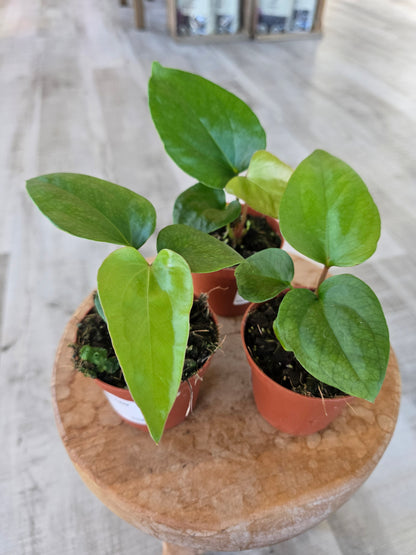 Anthurium Pinkleyi
