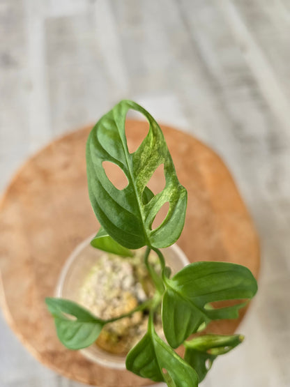 Monstera adansonii variegata (vergrünt) JP