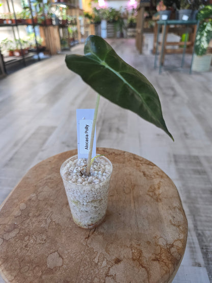 Alocasia Polly (JP)