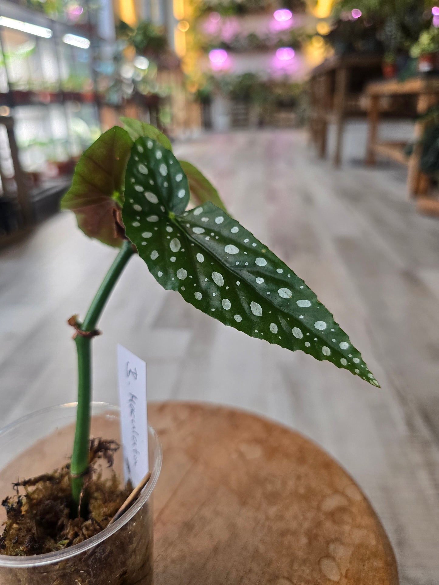 Begonia maculata (RC)