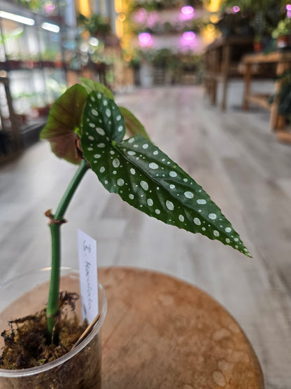 Begonia maculata (RC)