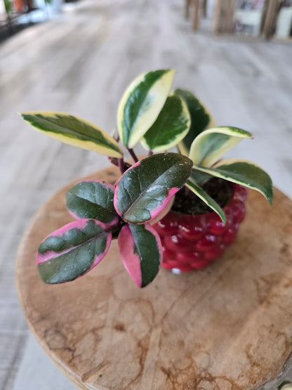 Hoya carnosa 'Flamingo Dream' 'S'