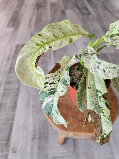 Rhaphidophora puberula variegata (SC2)
