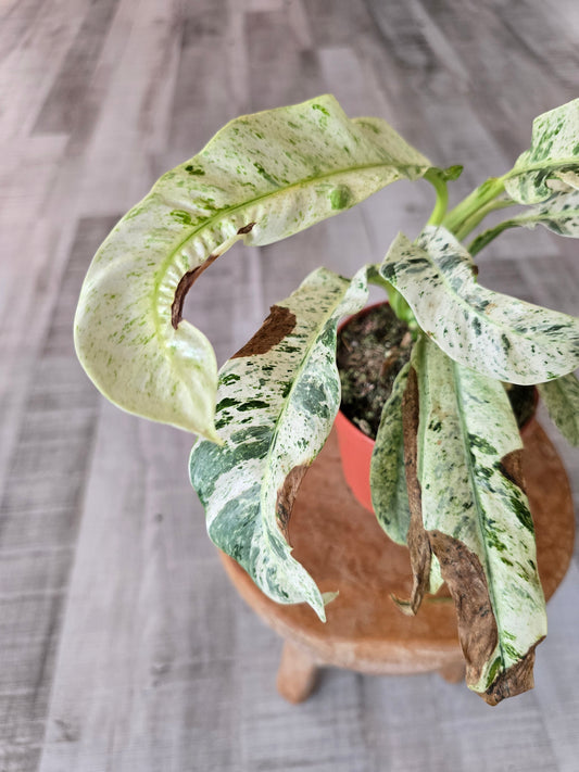 Rhaphidophora puberula variegata (SC2)