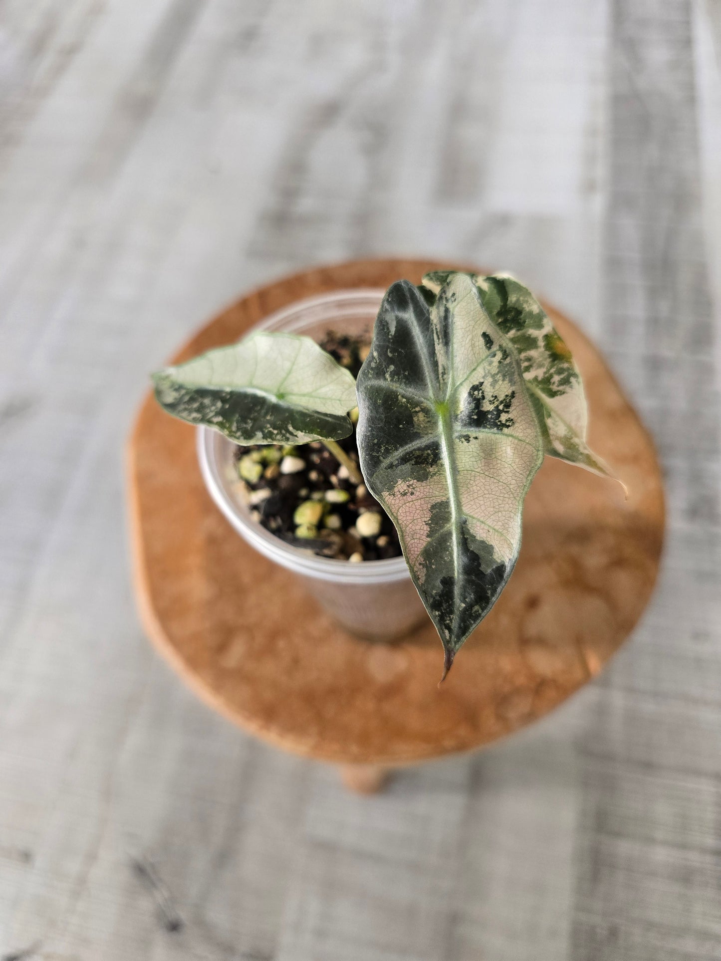Alocasia Polly pink variegata (high variegated P1)
