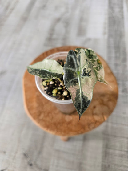 Alocasia Polly pink variegata (high variegated P1)