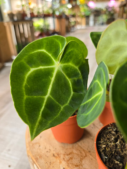 Anthurium King of Clarinervium Sulanjana