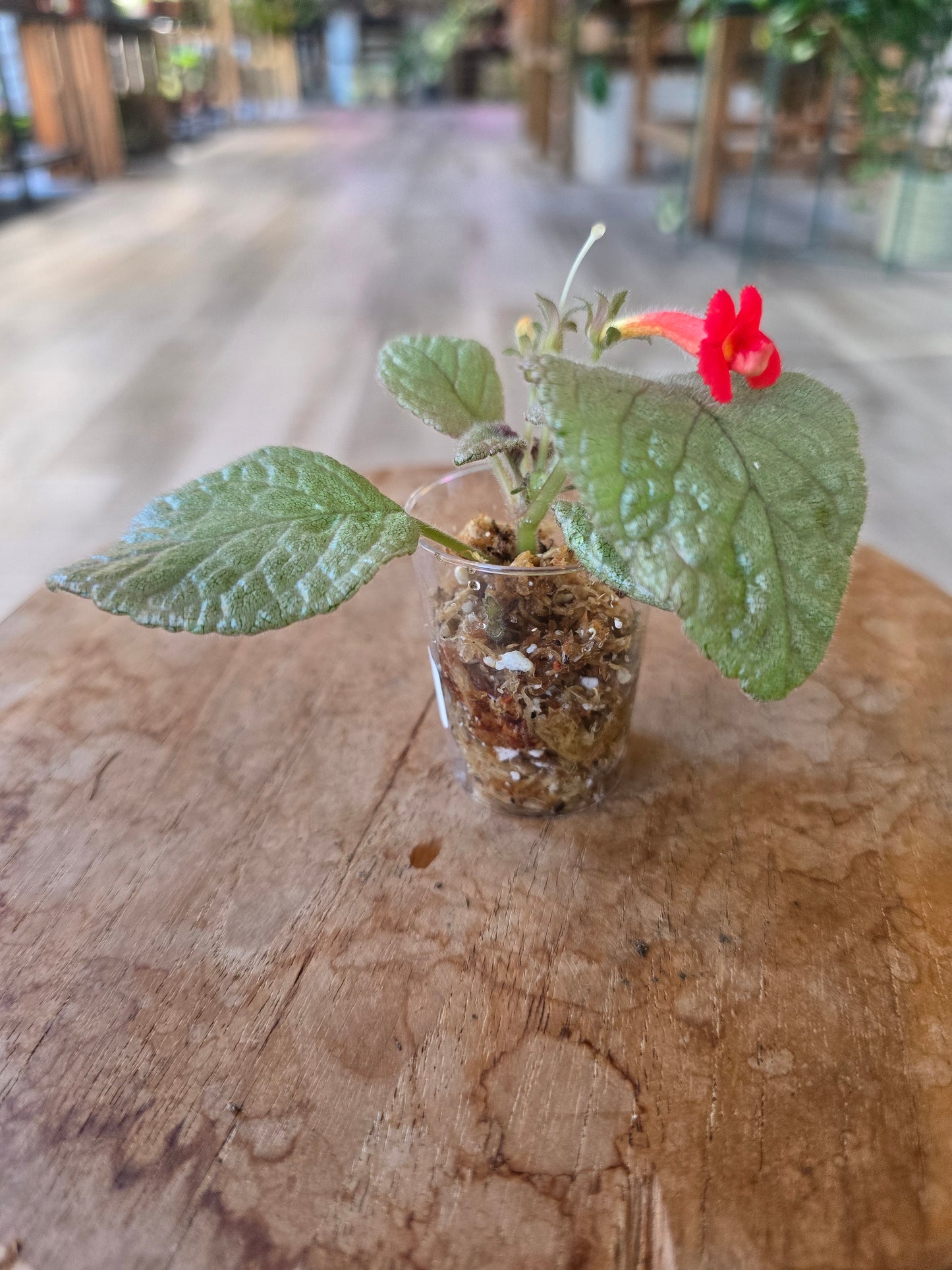 Episcia cuperata 'Tierra Plata'