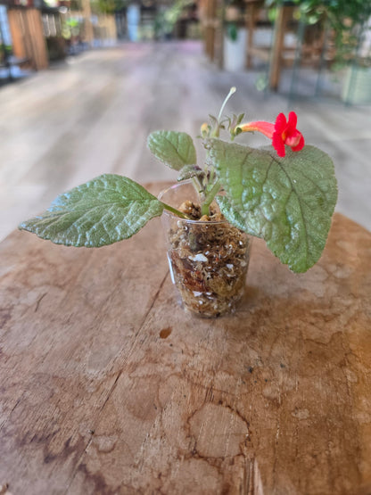 Episcia cuperata 'Tierra Plata'