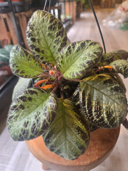 Episcia 'Silver Shield'