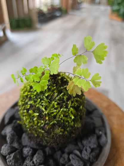 Maidenhair Fern Kokedama