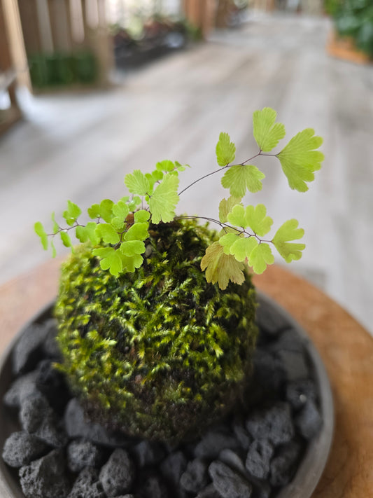 Frauenhaarfarn Kokedama