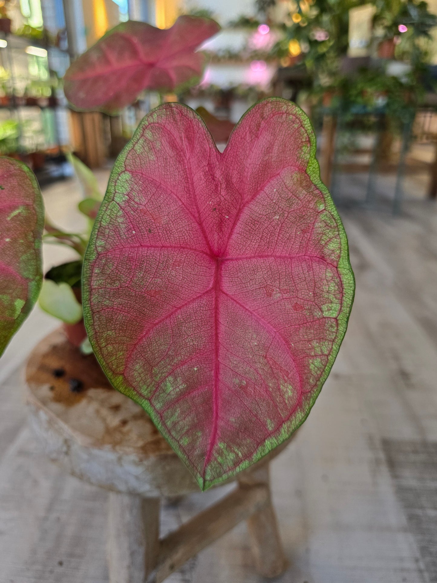 Caladium Sexy Pink