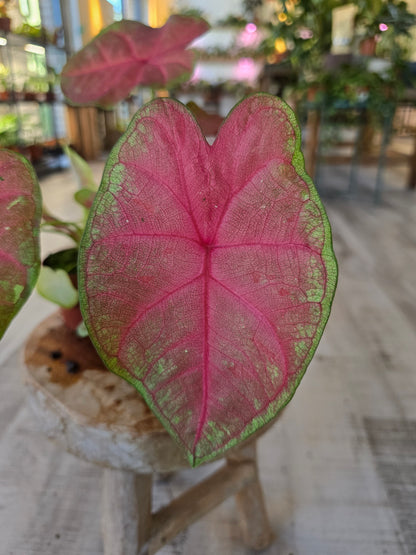 Caladium Sexy Pink