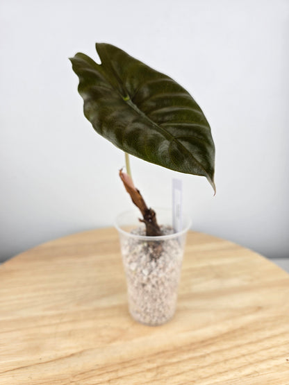 Alocasia chantrieri (JP)