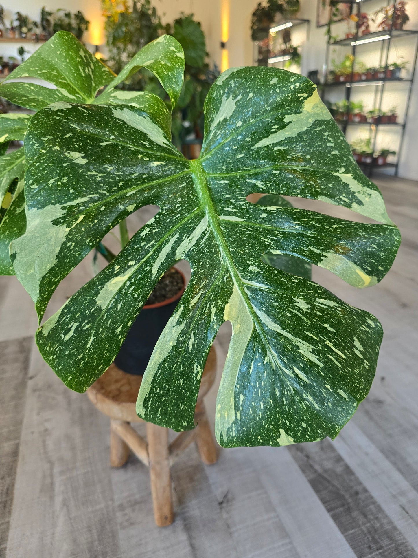 Monstera Thai Constellation (1)