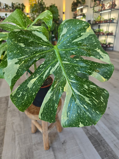 Monstera Thai Constellation (1)