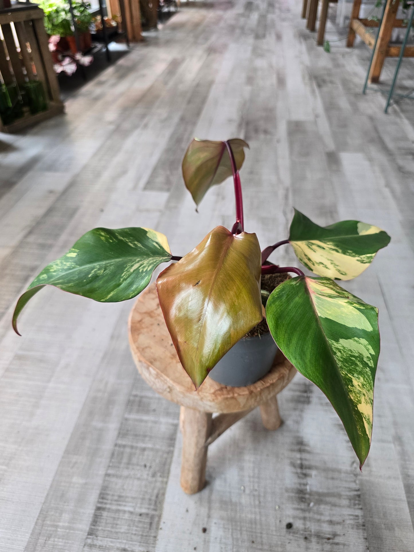 Philodendron Strawberry Shake (4)