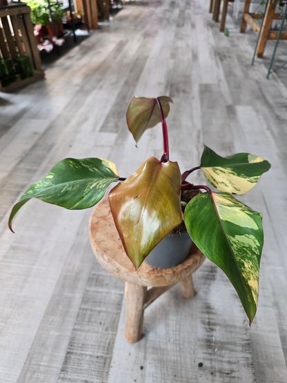 Philodendron Strawberry Shake (4)