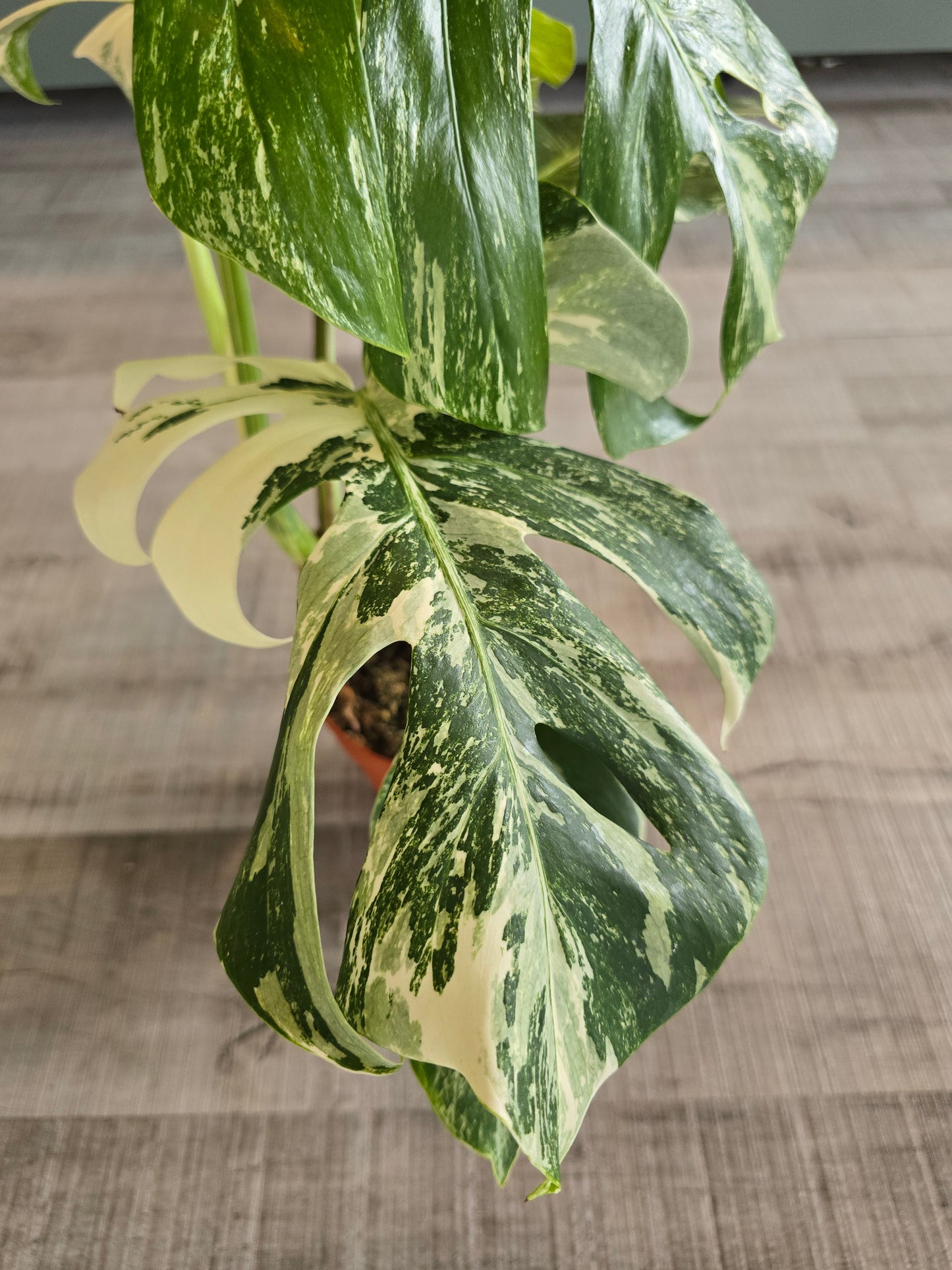 Monstera deliciosa variegata (3)