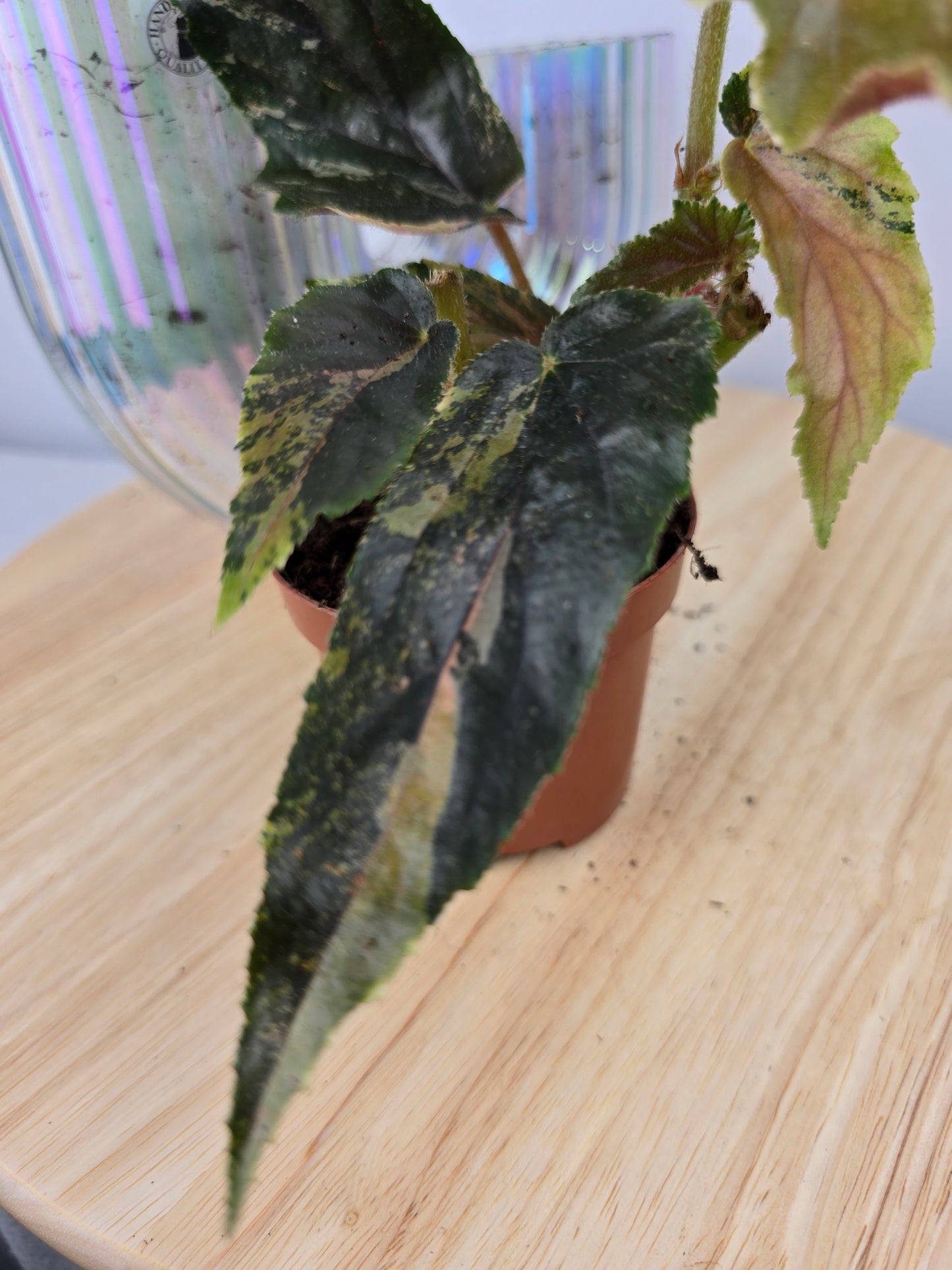 Begonia 'Ginny Galaxy Variegata'