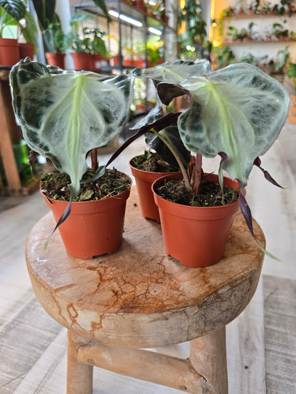 Alocasia Venom